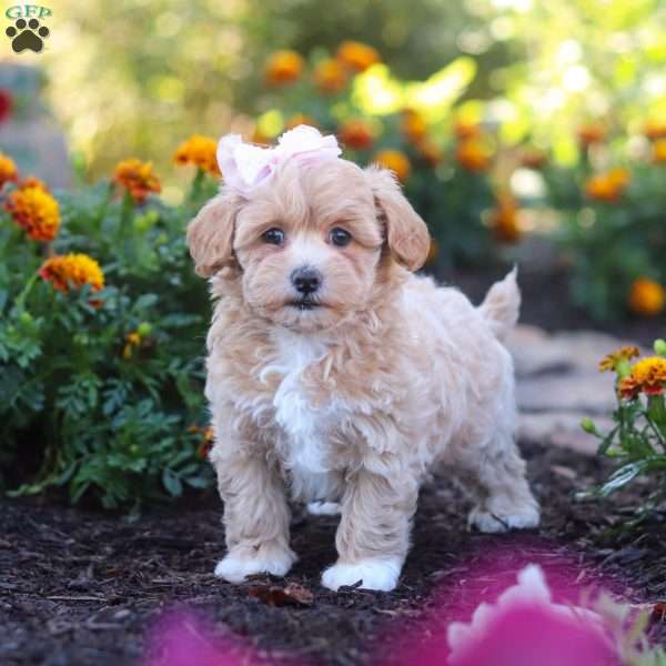 Lily, Havapoo Puppy